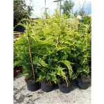 CUPRESSOCYPARIS LEYLANDII