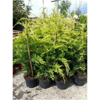 CUPRESSOCYPARIS LEYLANDII