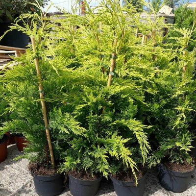 CUPRESSOCYPARIS LEYLANDII