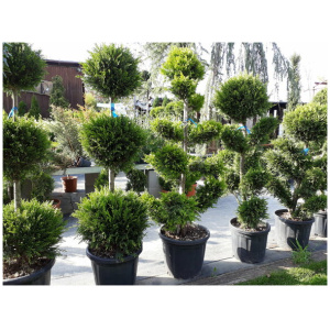 CUPRESSOCYPARIS LEYLANDII