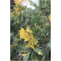 CUPRESSOCYPARIS LEYLANDII ´VARIEGATUS´