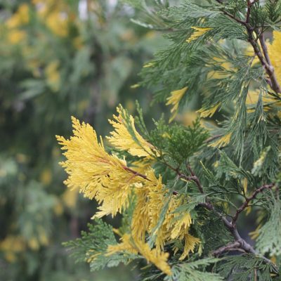 CUPRESSOCYPARIS LEYLANDII ´VARIEGATUS´