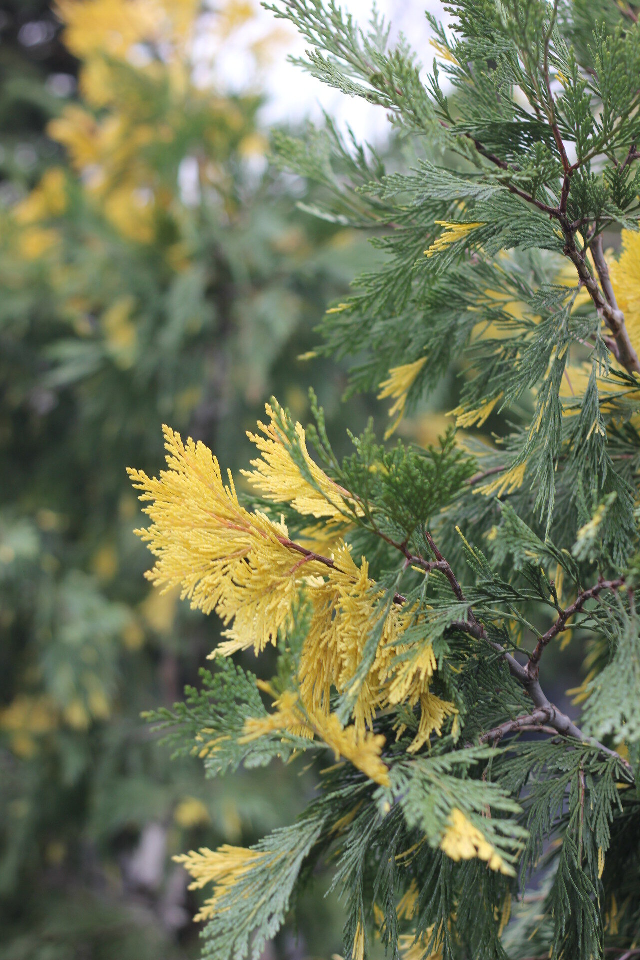 CUPRESSOCYPARIS LEYLANDII ´VARIEGATUS´
