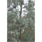 Cupressus arizonica