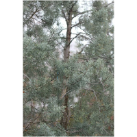 Cupressus arizonica