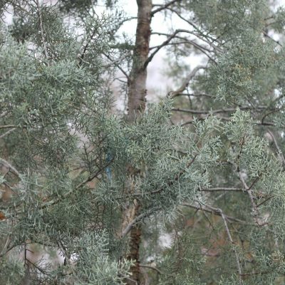 Cupressus arizonica
