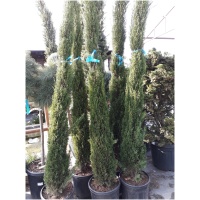CUPRESSUS SEMPERVIRENS ´TOTEM´