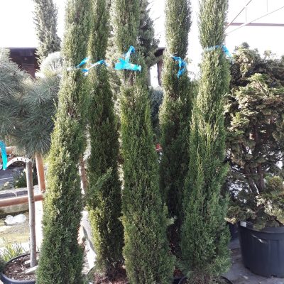 CUPRESSUS SEMPERVIRENS ´TOTEM´