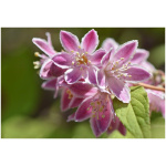 DEUTZIA HYBRIDA ´PINK POM POM´ C3