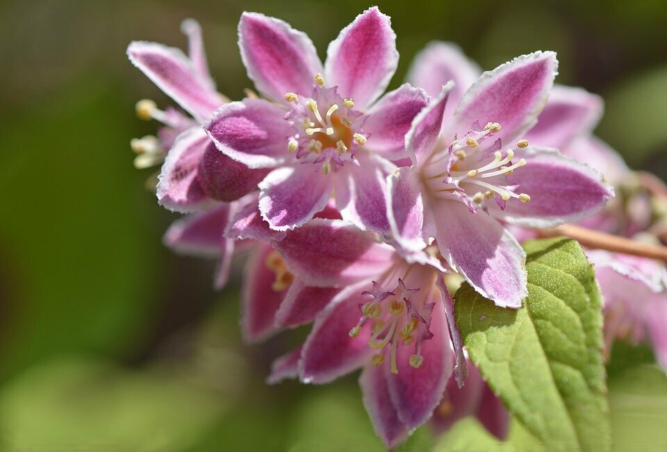 DEUTZIA HYBRIDA ´PINK POM POM´ C3