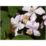 DEUTZIA X HYBRIDA ´MONT ROSE´