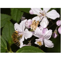 DEUTZIA X HYBRIDA ´MONT ROSE´