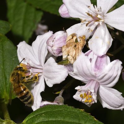 DEUTZIA X HYBRIDA ´MONT ROSE´
