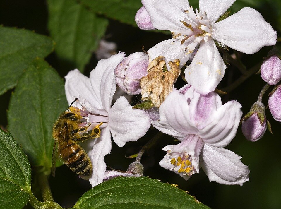 DEUTZIA X HYBRIDA ´MONT ROSE´