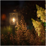 Filament LED svetlo Eros Lo, 3,5W