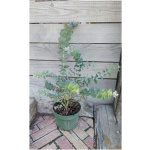 EUCALYPTUS CINEREA