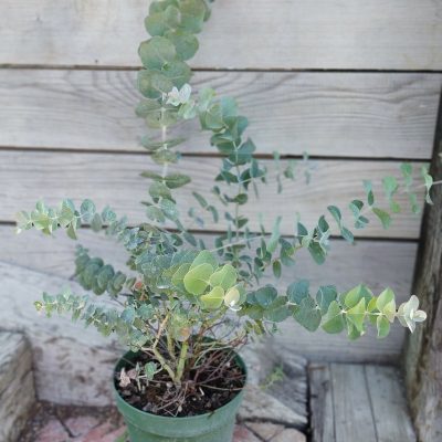 EUCALYPTUS CINEREA