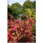 EUONYMUS ALATUS