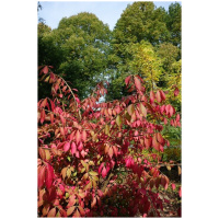 EUONYMUS ALATUS