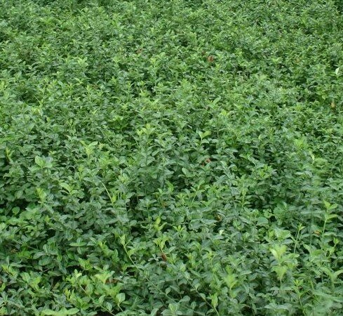 EUONYMUS FORTUNEI ´DART‘S BLANKET´