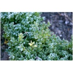 EUONYMUS FORTUNEI ´EMERAL GAITTY´