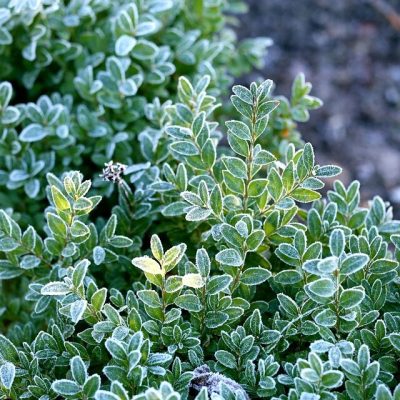EUONYMUS FORTUNEI ´EMERAL GAITTY´