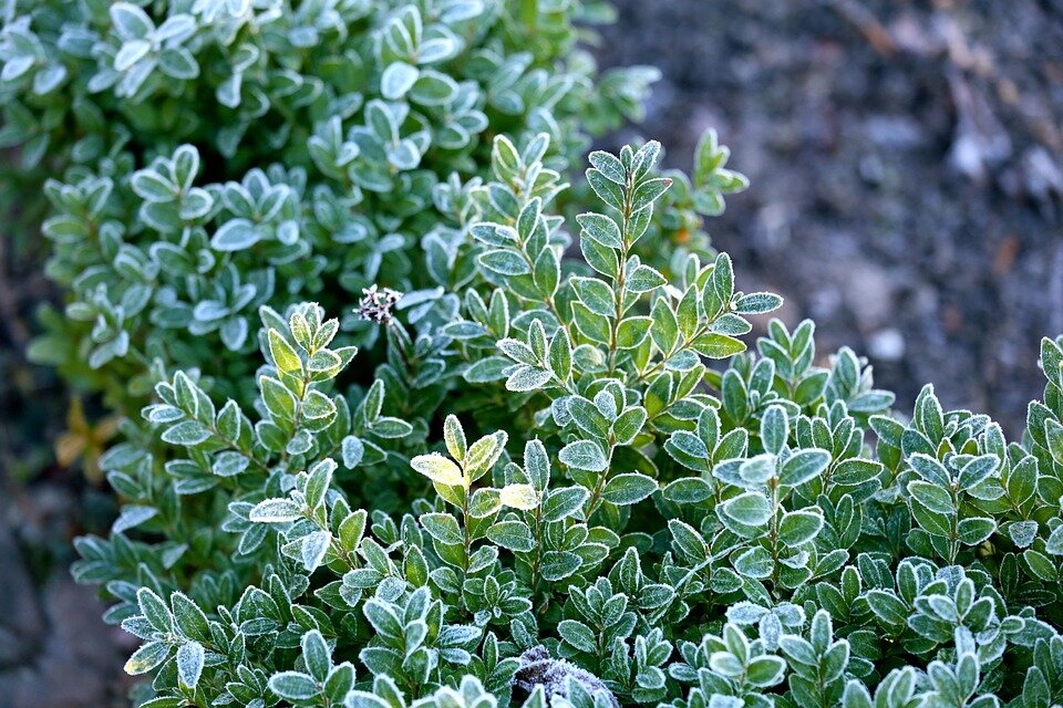 EUONYMUS FORTUNEI ´EMERAL GAITTY´