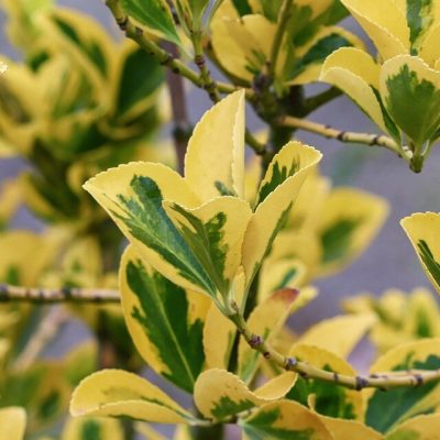 EUONYMUS FORTUNEI ´EMERALD‘N GOLD´