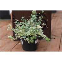 EUONYMUS FORTUNEI ´HARLEQUIN´ 20-30