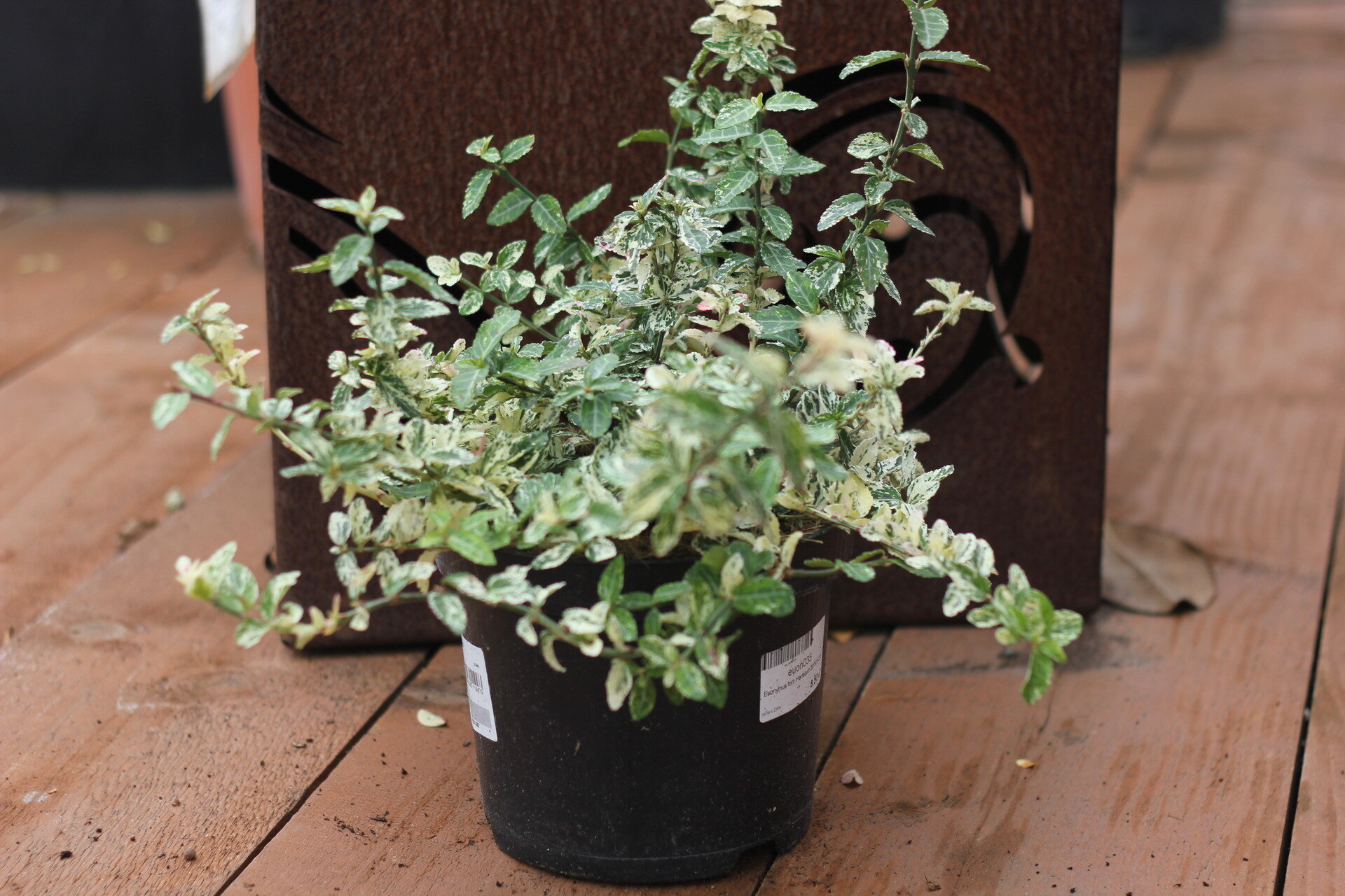 EUONYMUS FORTUNEI ´HARLEQUIN´ 20-30