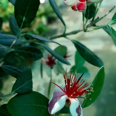 FEIJOA SELLOWIANA