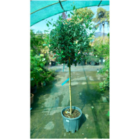 FEIJOA SELLOWIANA TRIUMPH