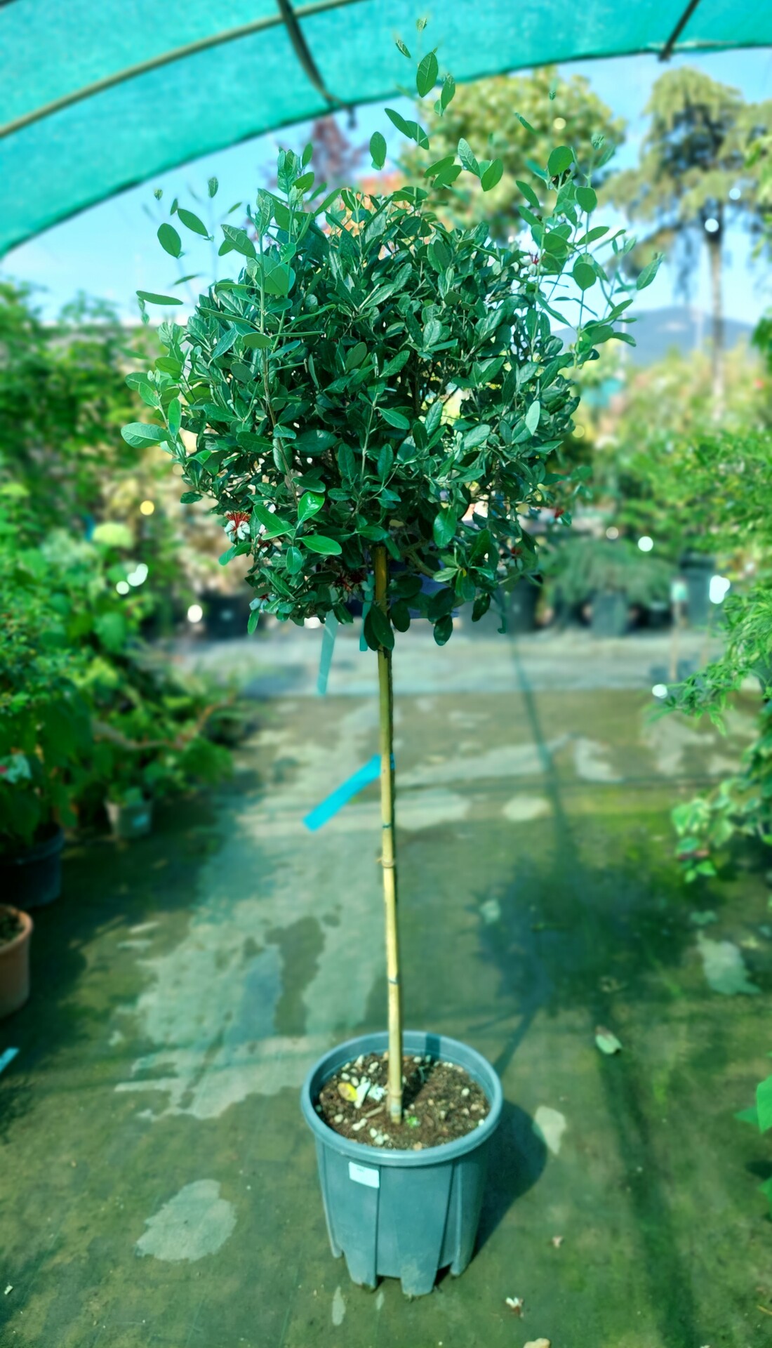 FEIJOA SELLOWIANA TRIUMPH