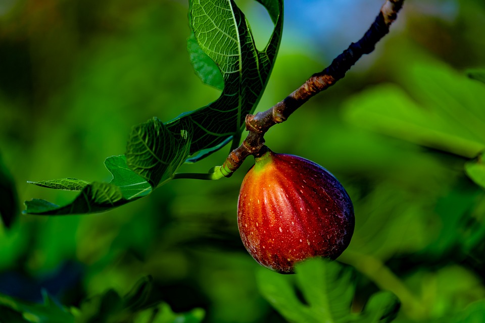 FICUS CARICA