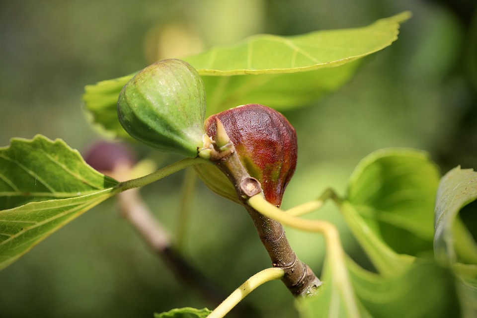 FICUS ´BROWN TURKEY´ K2