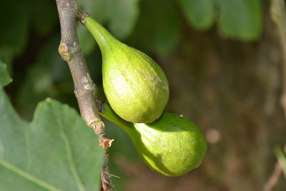 FICUS ´PERETTA´ K2