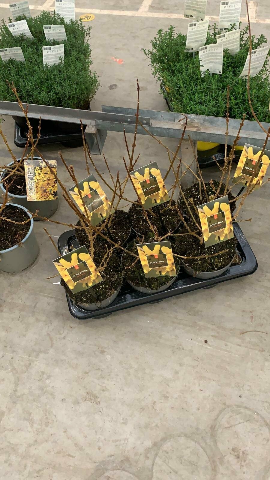 FORSYTHIA X INTERMEDIA