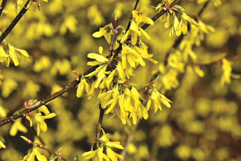 FORSYTHIA X INTERMEDIA ´LYNWOOD´