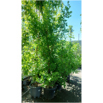 GINKGO BILOBA