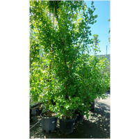 GINKGO BILOBA