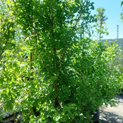GINKGO BILOBA