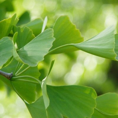 GINKGO BILOBA ´GLOBOSA´