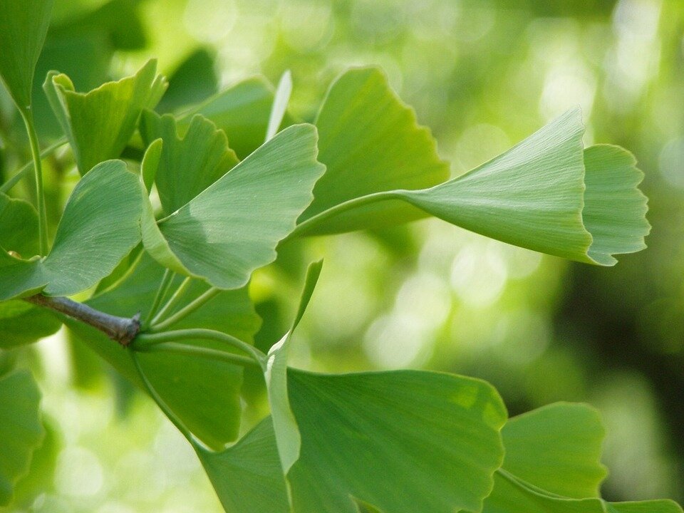 GINKGO BILOBA ´GLOBOSA´
