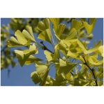 GINKGO BILOBA ´MARIKEN´