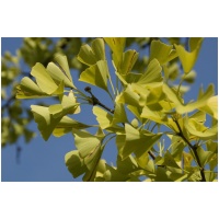 GINKGO BILOBA ´MARIKEN´