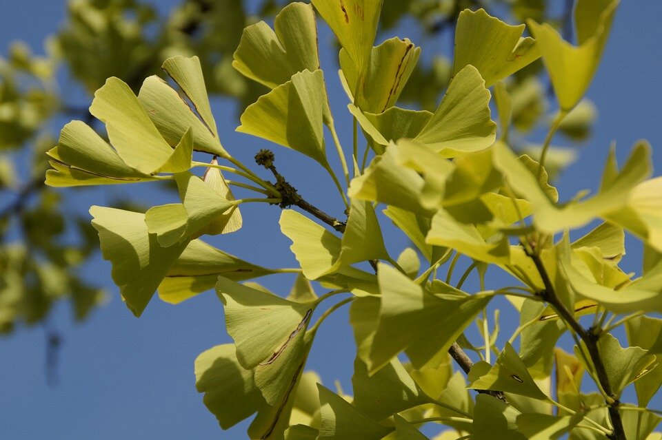 GINKGO BILOBA ´MARIKEN´