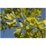 GINKO BILOBA MARIKEN