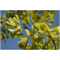 GINKO BILOBA MARIKEN