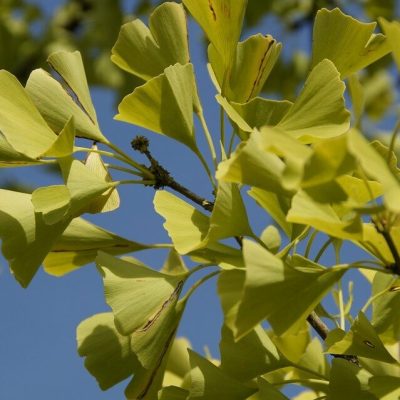 GINKO BILOBA MARIKEN