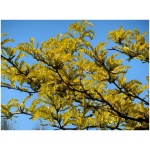 Gleditsia triacanthos Sunburst K35 6-8